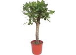 Ficus Benghalensis Boom - 150 Cm - Ø34 Mm