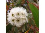 Eucalyptus Alpina - Alpen-Eucalyptus (Samen)