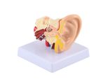 Modello Di Orecchio, Modello Di Anatomia, Modello Di Anatomia Dell'orecchio, Modello Di Anatomia Umana, Modello Scientifico, Materiale Didattico Per Le Scienze