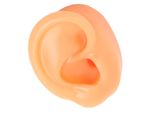 Orecchio Autentico, Modello Morbido Dell'orecchio Del Silicone, Modello Falso Dell'orecchio, Modello Umano Dell'orecchio, Modello Simulato Dell'orecchio, Modello Dell'orecchio Di Agopuntura