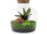 Giardino In Bottiglia Terrario Fai Da Te Fat Joe Rosso Ø29Cm Set Per Piante