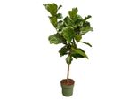 Fusto Di Ficus Lyrata - 160 Cm - Ø27 Mm