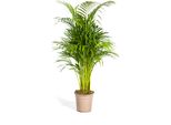 Palma Da Frutto Dorata Dehner, Dypsis Lutescens, Fogliame Pennato, 90-100 Cm, Ø Vaso 21 Cm, Palma Da Interno