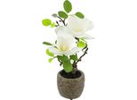 Kunstblume I.Ge.A. "Magnolie Im Topf", Weiß, B:14Cm H:33Cm L:16Cm, Polyester, Kunstpflanzen, KüNstlich Wie Echt Deko Blume Zimmerpflanze Baum Klein MagnolienblüTen