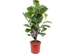Trendyplants - Ficus Lyrata Ramificato - Pianta Di Tabacco - Pianta D'appartamento - Altezza 140-160 Cm - Dimensioni Vaso Ø24Cm