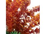 Topincn Acquario Di Plastica Pianta Decorazione Artificiale Lifelike Gr��N Plastica Erba Artificiale Pianta D'acqua Per L'acquario Acquario (Arancione)