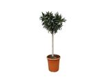 Piante Di Nerium Oleander Su Stelo Con Fiori Bianchi - 200 Cm, Ø35 Cm