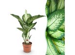 Green Boutiq - Piante Da Appartamento - Dieffenbachia Tropic Snow - Dieffenbachia - Bassa Manutenzione - Colorata - 1 Pianta - Vaso 21Cm - Altezza 90-100Cm