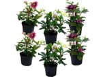 Elleboro - 6 Pezzi - Helleborus Orientalis - Altezza 20-30Cm - ⌀12Cm