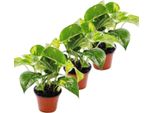 Set Di 3 Efeutute - Scindapsus - Epipremnum - Vaso Da 12 Cm