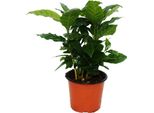 Cuore Esotico - Pianta Di Caffè - Coffea Arabica - 1 Pianta - Facile Da Curare - Purificante Dell'aria - Vaso Da 12 Cm