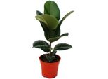 Albero Della Gomma - Ficus Elastica "Robusta"" - Vaso Da 17 Cm"