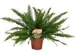 Felce Spada - Nephrolepis Green Lady - Felce Di Boston - Ø17Cm - Altezza Circa 40Cm - Pianta Da Appartamento Facile Da Curare - Pianta Verde Tropicale Con Fronde Piumate