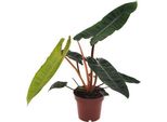 Philodendron Billietiae - Albero Amico - Ø12Cm - Altezza Circa 25Cm - Pianta D'appartamento Di Facile Cura - Pianta Ornamentale Tropicale A Fogliame Lucido
