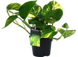 Edera Scindapsus Epipremnum Aureum - Ø12Cm - ↕25Cm - Pianta Rampicante Di Facile Manutenzione E Pianta D'appartamento Che Purifica L'aria - Pianta Verde Per Soggiorno, Ufficio E Camera Da Letto