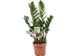 Piuma Fortunata - Zamioculcas Zamiifolia - Pianta Zz - Ø17Cm - Altezza Circa 70-75Cm - Pianta D'appartamento Di Facile Cura Con 4-5 Fronde - Robusta Pianta Verde Che Purifica L'aria
