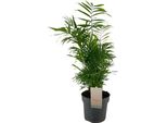 Palma Di Montagna Messicana Chamaedorea Elegans - Ø17Cm - ↕50Cm - Palma Da Interno Di Facile Manutenzione Con Effetto Purificante Dell'aria - Pianta Verde Tropicale Per Soggiorno, Ufficio E Camera Da Letto