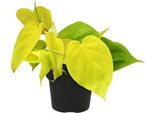 Treefriend Philodendron Lime - Ø12Cm - ↕20Cm - Pianta Da Appartamento Di Facile Manutenzione Con Foglie Verde Brillante - Pianta Verde Tropicale Per Soggiorno, Ufficio E Camera Da Letto