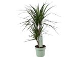 Dracaena Marginata - Ø17Cm - Altezza Circa 70Cm - Pianta D'appartamento Di Facile Manutenzione - Pianta Ornamentale Tropicale A Fogliame Con Bordi Rossi - Purificante Dell'aria