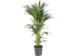 Palma Kentia Howea Forsteriana - Ø21Cm - ↕110Cm - Palma Da Interno Di Facile Manutenzione Con Effetto Purificante Dell'aria - Pianta Verde Tropicale Per Soggiorno, Ufficio E Giardino D'inverno