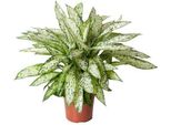 Dieffenbachia Vesuvius - Ø27Cm - ↕80Cm - Pianta D'appartamento Tropicale Con Foglie Grandi E Decorate - Pianta Verde Facile Da Curare E Che Purifica L'aria Per Il Soggiorno, L'ufficio E Il Giardino D'inverno