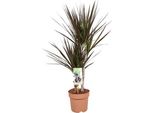 Albero Del Drago - Dracaena Magenta - Ø17Cm - Altezza Circa 80Cm - Pianta D'appartamento Di Facile Cura - Pianta Ornamentale Tropicale A Fogliame Per Interni