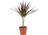 Albero Del Drago - Dracaena Magenta - Ø12Cm - Altezza Circa 50Cm - Pianta D'appartamento Facile Da Curare - Pianta Ornamentale Tropicale Per Interni