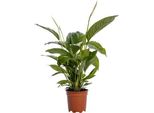 Spathiphyllum Bingo Cupido - Pianta Da Appartamento - Ø19Cm - ↕80Cm - Giglio Della Pace Con Fiori Bianchi - Pianta Verde Facile Da Curare E Che Purifica L'aria
