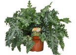 Felce Maculata Phlebodium Davana - Pianta Da Appartamento - Ø26Cm - ↕60Cm - Felce Dorata Con Eleganti Fronde - Facile Da Curare E Decorativa - Adatta All'ombra Parziale