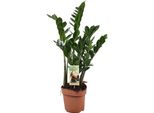 Piuma Fortunata - Zamioculcas Zamiifolia - Pianta Zz - Ø17Cm - Altezza Circa 70Cm - Pianta D'appartamento Facile Da Curare - Robusta Pianta Verde Purificatrice D'aria Per Interni