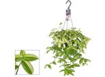 Tre Fiori Maestri Tradescantia Yellow Hill - Pianta Da Appartamento - Ø17Cm - ↕40Cm - Pianta Da Appendere Con Fogliame Giallo-Verde E Parte Inferiore Delle Foglie Viola - Facile Da Curare E Decorativa