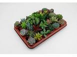 Miscela Di Succulente - 30 Piante Grasse - Ø 5,5 Cm - Altezza Circa 7 Cm - Varie Specie Come Aloe, Crassula, Echeveria, Haworthia, Kalanchoe E Sedum - Piante D'appartamento Di Facile Manutenzione