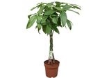 Lucky Chestnut - Pachira Aquatica - Ø24Cm - Altezza 120Cm - Pianta D'appartamento Con Tronco Intrecciato - Albero Monetario Tropicale Per Soggiorno, Ufficio E Giardino D'inverno