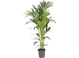 Palma Kentia Howea Forsteriana - Ø21Cm - ↕130Cm - Palma Da Interno Di Facile Manutenzione Con Effetto Purificante Dell'aria - Pianta Verde Tropicale Per Soggiorno, Ufficio E Giardino D'inverno