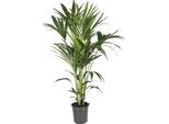 Palma Kentia - Howea Forsteriana - Pianta Da Appartamento - Ø21Cm - ↕120Cm - Pianta Verde Elegante E Facile Da Curare - Palma Tropicale Per Soggiorno E Ufficio