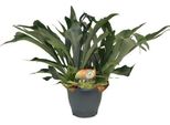 Felce A Corno - Platycerium Bifurcatum - Felce A Corno Di Cervo - Ø21Cm - Altezza Circa 50Cm - Pianta D'appartamento Tropicale Facile Da Curare - Felce Esotica Per Interni