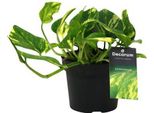 Edera Scindapsus Epipremnum N'joy Gold - Ø12Cm - ↕25Cm - Pianta Rampicante Di Facile Manutenzione E Pianta D'appartamento Che Purifica L'aria - Pianta Verde Per Soggiorno, Ufficio E Camera Da Letto