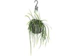 Cactus A Foglia Lepisium Bolivianum - Ø17Cm - ↕40Cm - Pianta D'appartamento E Succulenta Di Facile Cura - Cactus Decorativo Per Soggiorno, Ufficio E Spazi Moderni