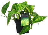 Edera Scindapsus Epipremnum Pinnatum Hicolor - Ø12Cm - ↕20Cm - Pianta Da Appartamento Di Facile Manutenzione Con Fogliame Decorativo - Pianta Verde Compatta Per Soggiorno, Ufficio E Camera Da Letto
