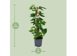 Edera Scindapsus Epipremnum - Ø19Cm - ↕80Cm - Pianta Rampicante Di Facile Cura E Pianta D'appartamento Che Purifica L'aria - Grande Pianta Verde Per Soggiorno, Ufficio E Giardino D'inverno
