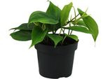 Philodendron Scandens A Foglia Di Cuore - Ø12Cm - ↕20Cm - Pianta Rampicante Di Facile Cura Con Foglie A Forma Di Cuore - Pianta Da Appartamento Per Soggiorno, Ufficio E Camera Da Letto