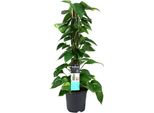 Edera Scindapsus Epipremnum - Ø19Cm - ↕80Cm - Pianta Rampicante Di Facile Cura E Pianta D'appartamento Che Purifica L'aria - Grande Pianta Verde Per Soggiorno, Ufficio E Giardino D'inverno