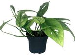 Pianta Di Edera Epipremnum Cebu Blue - Ø12Cm - ↕20Cm - Rara Pianta Da Appartamento Con Fogliame Verde-Blu - Pianta Rampicante Facile Da Curare E Che Purifica L'aria Per Il Soggiorno E L'ufficio