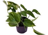 Edera Scindapsus Epipremnum Aureum - Ø12Cm - ↕25Cm - Pianta Rampicante Di Facile Manutenzione E Pianta D'appartamento Che Purifica L'aria - Pianta Verde Per Soggiorno, Ufficio E Camera Da Letto