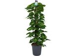 Edera Scindapsus Epipremnum - Ø24Cm - ↕120Cm - Pianta Rampicante Di Facile Cura E Pianta D'appartamento Che Purifica L'aria - Grande Pianta Verde Per Soggiorno, Ufficio E Giardino D'inverno