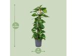 Edera Scindapsus Epipremnum - Pianta D'appartamento - Ø24Cm - Altezza 120 Cm - Pianta Rampicante Facile Da Curare Con Fogliame Verde Brillante - Ideale Per L'ombra Parziale - Fabien Plants