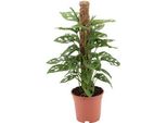Foglia Di Finestra - Monstera Monkey Leaf - Pianta D'appartamento - Ø17Cm - ↕60Cm - Pianta Verde Tropicale E Facile Da Curare - Pianta Decorativa Rampicante E Da Appendere