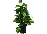 Edera Scindapsus Epipremnum - Ø15Cm - ↕50Cm - Pianta Rampicante Di Facile Manutenzione E Pianta D'appartamento Che Purifica L'aria - Pianta Verde Per Soggiorno, Ufficio E Camera Da Letto