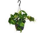 Philodendron Scandens Brasil - Ø15Cm - ↕35Cm - Pianta Rampicante Di Facile Manutenzione Con Foglie A Forma Di Cuore - Pianta Da Appartamento Per Soggiorno, Ufficio E Camera Da Letto