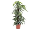 Pianta Di Edera Epipremnum Cebu Blue - Ø17Cm - ↕65Cm - Rara Pianta Rampicante Con Fogliame Verde-Blu - Pianta D'appartamento Facile Da Curare E Che Purifica L'aria Per Soggiorno E Ufficio